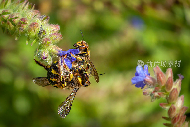 交配的毛卡蜂，(florentinum)， Accouplement d'beilles cotonières，毛卡蜂，毛卡蜂科。